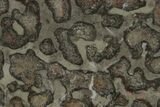 Polished Linella Avis Stromatolite Slab - Million Years #130617-1
